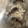 Brachymyrmex patagonicus