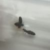 Brachymyrmex patagonicus
