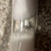 Brachymyrmex patagonicus