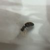 Brachymyrmex patagonicus