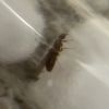 queen ID