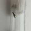 Nylanderia vividula