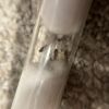 Brachymyrmex patagonicus