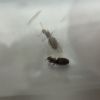 brachymyrmex patagonicus