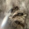 Brachymyrmex patagonicus
