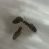 Brachymyrmex patagonicus