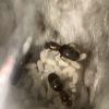 Brachymyrmex patagonicus