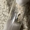 Brachymyrmex patagonicus