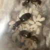 Brachymyrmex patagonicus