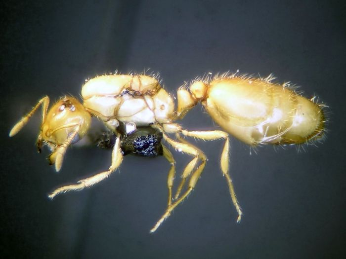 female 01