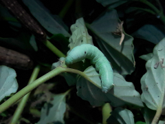 update:  Young instar terloo sphinx