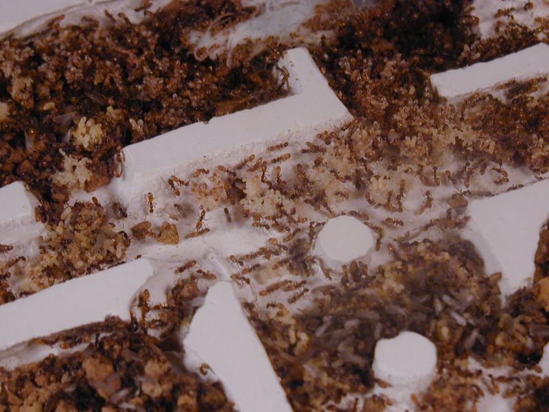 plaster nest