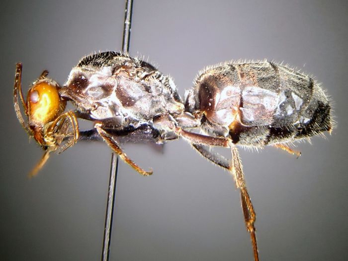 female 01