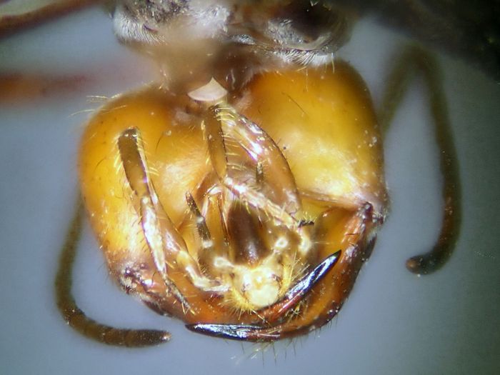 female 04