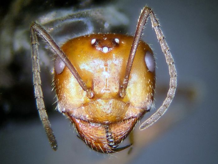 female 03