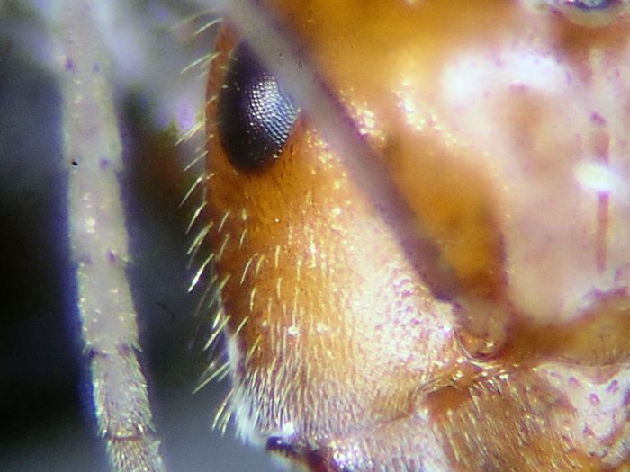 female 05