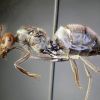 female2 01