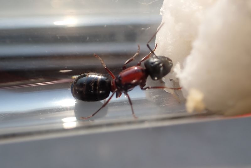 Light Camponotus novaeboracensis