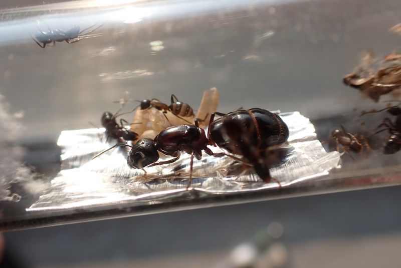 Dark Camponotus novaeboracensis