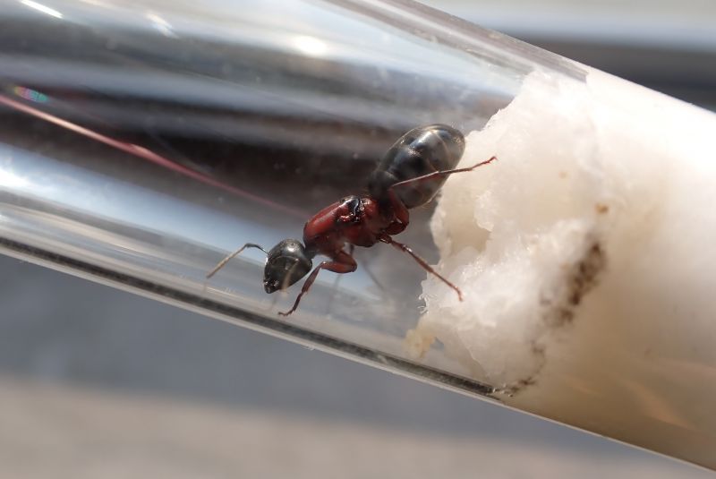 Light Camponotus novaeboracensis Light Camponotus novaeboracensis