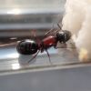 Light Camponotus novaeboracensis
