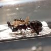 Dark Camponotus novaeboracensis
