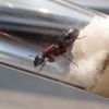 Light Camponotus novaeboracensis