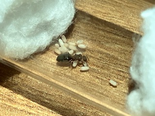 Queen Obscura (No nanitics ):)