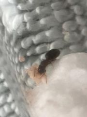 Queen Obscura Queen Obscura