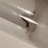 Ants 2