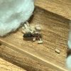 Queen Obscura (No nanitics ):)