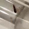 Ants 1