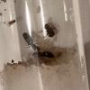 Ants 3