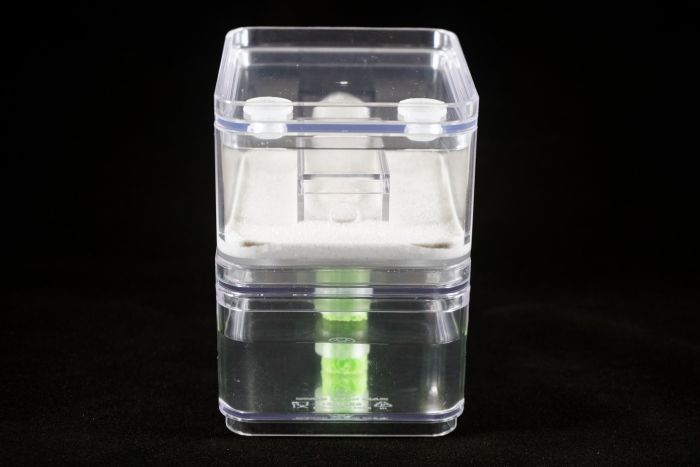 Starter Formicarium   white  front 1