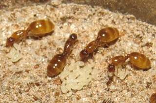 Solenopsis molesta