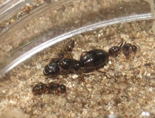 Camponotus nearcticus