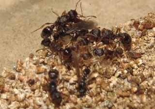 Myrmica