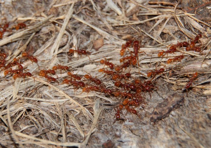 N opacithorax trailing