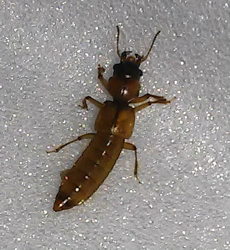 termite