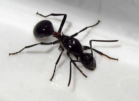 Polyrhachis lamellidens (Queen, 2014.10.14.)