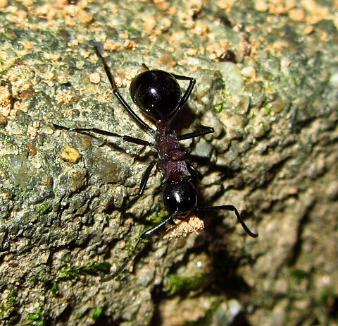 Polyrhachis lamellidens (Worker, 2014.10.14.)