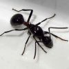 Polyrhachis lamellidens (Queen, 2014.10.14.)