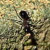 Polyrhachis lamellidens (Worker, 2014.10.14.)