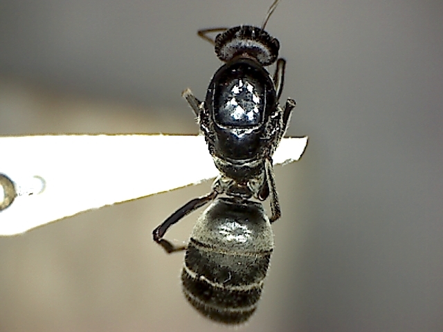 Dorsal [8] Myrmecocystus cf. creightoni [Queen]