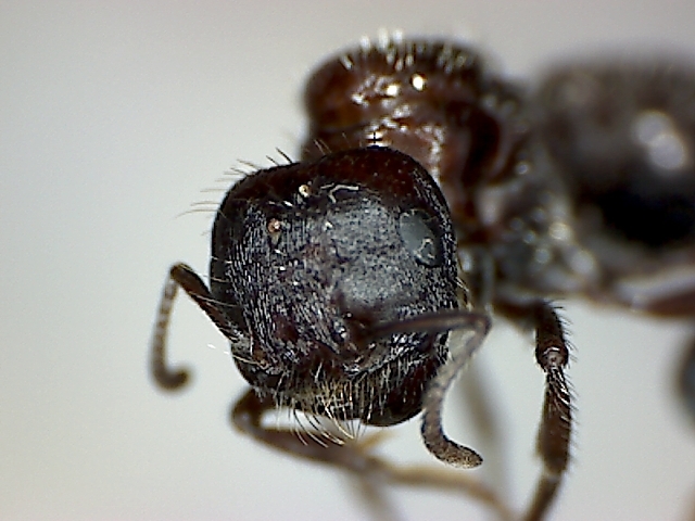 Head [1] Pogonomyrmex rugosus [Queen]