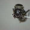 Head [8] Myrmecocystus cf. creightoni [Queen]