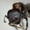 Head [1] Pogonomyrmex rugosus [Queen]