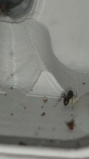 formica brood 1 9 15 2