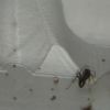 formica brood 1 9 15 2