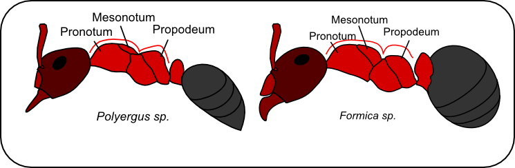 polyergus formica